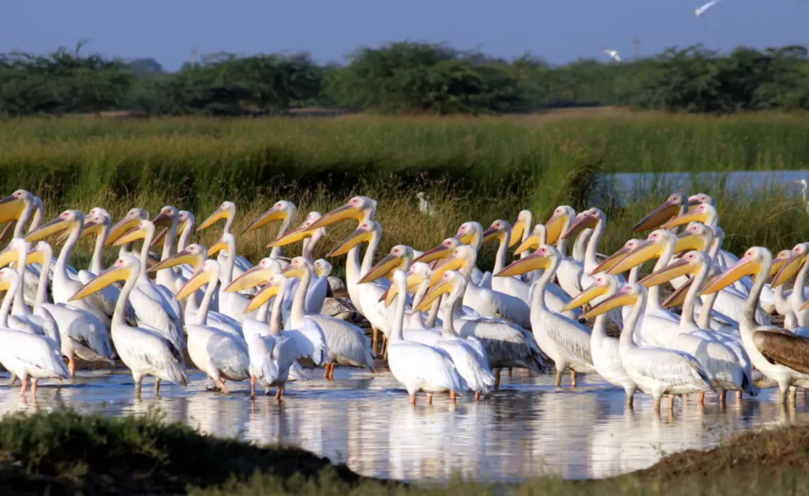 pelican-in-little-rann-of-kutch