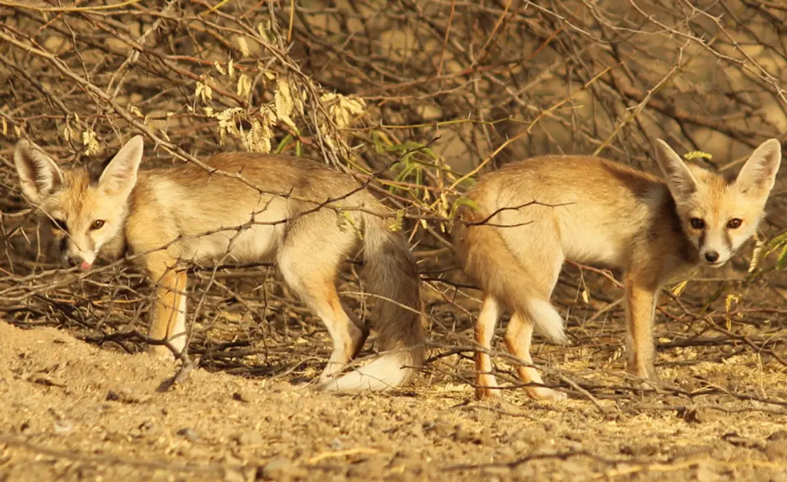 pups-in-little-rann-of-kutch