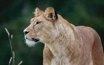 Cancellation-Policy-for-Gir-Forest-Safari-Booking