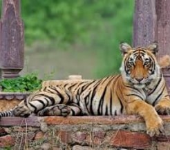 ranthambore-tiger