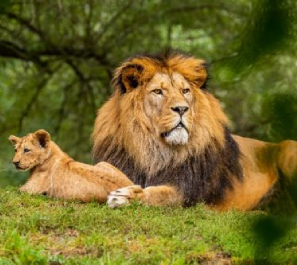 lion-and-cub