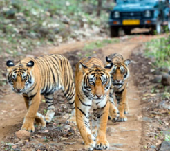 tigers-in-kanha