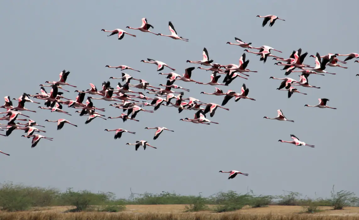 flamingos-in-little-rann-of-kutch