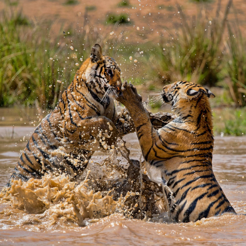 tigers-in-bandhavgarh-national-park
