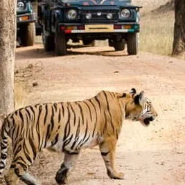 dudhwa-national-park-tiger