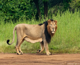 lion-in-devalia-safari