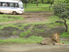 lion-sightseeing-in-devalia-bus-safari