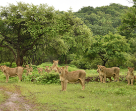 lions-in-gir-nationalpark