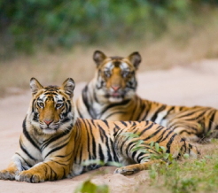 tigers-in-bandhavgarh-tiger-reserve